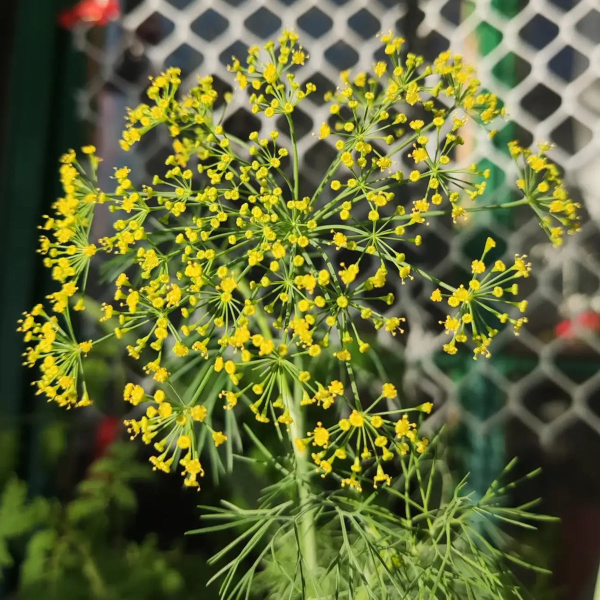 Dill Seeds