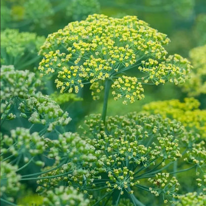 Dill Seeds