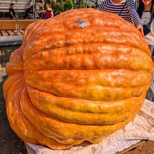 Dill's Atlantic Giant Pumpkin Seeds