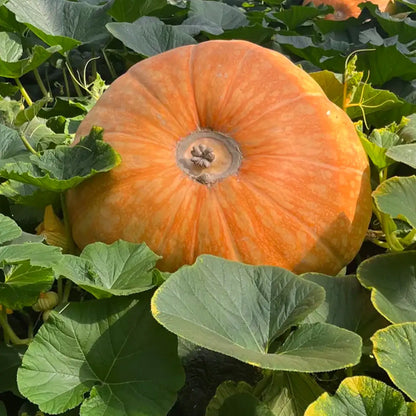Dill's Atlantic Giant Pumpkin Seeds