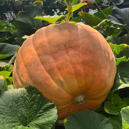 Dill's Atlantic Giant Pumpkin Seeds