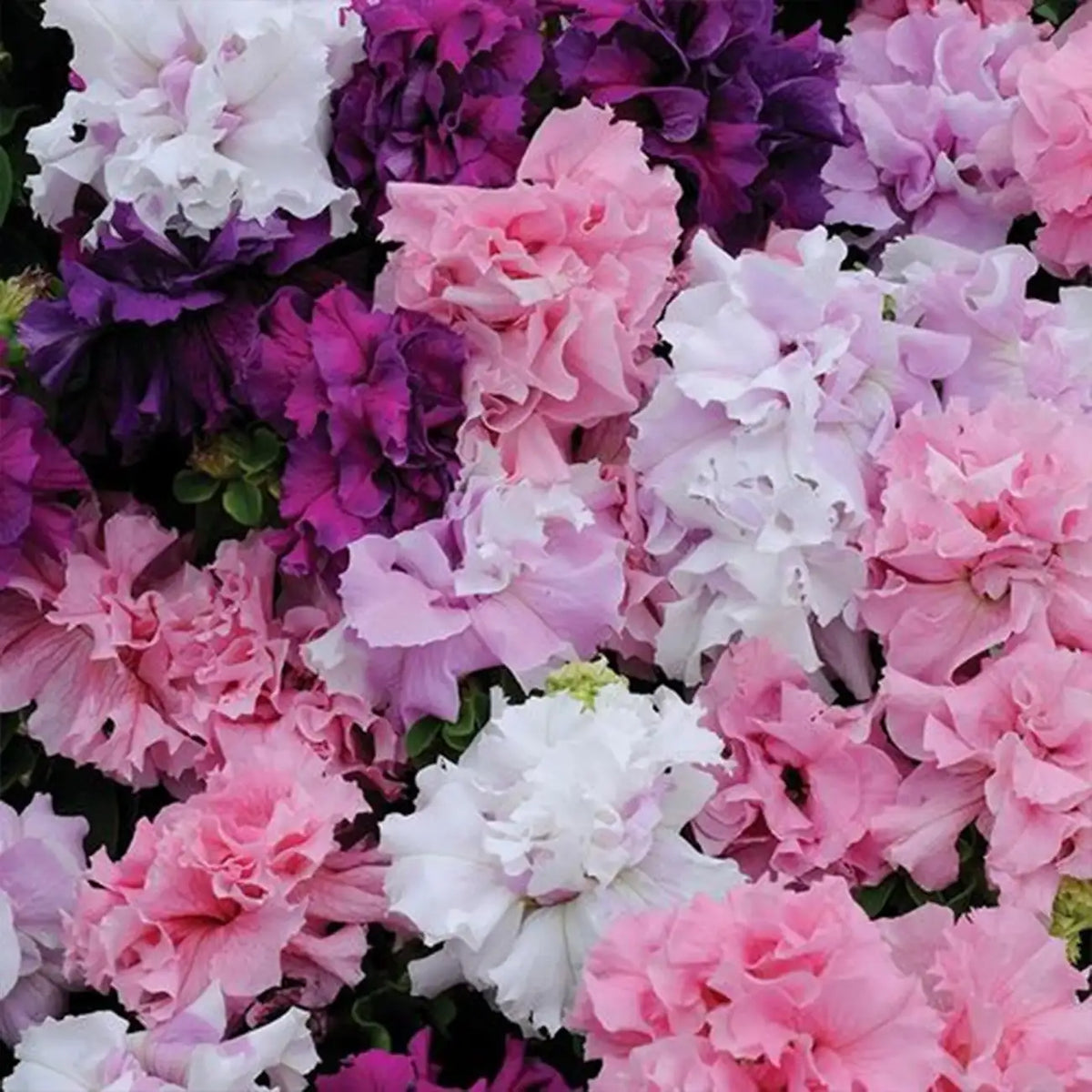 Double Cascade Mix Hybrid Double Petunia