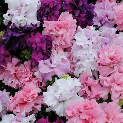 Double Cascade Mix Hybrid Double Petunia