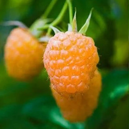 Double Gold Yellow Raspberry Seeds - Sweet & Hardy