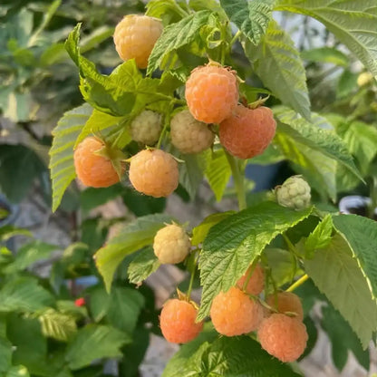 Double Gold Yellow Raspberry Seeds - Sweet & Hardy