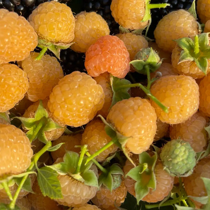 Double Gold Yellow Raspberry Seeds - Sweet & Hardy