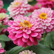 Double Zahara™ Raspberry Ripple Zinnia Seeds
