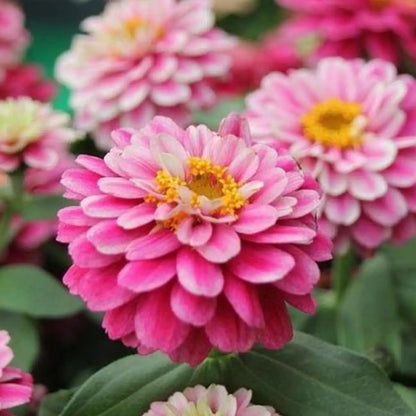 Double Zahara™ Raspberry Ripple Zinnia Seeds