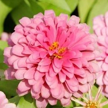 Double Zahara™ Raspberry Ripple Zinnia Seeds