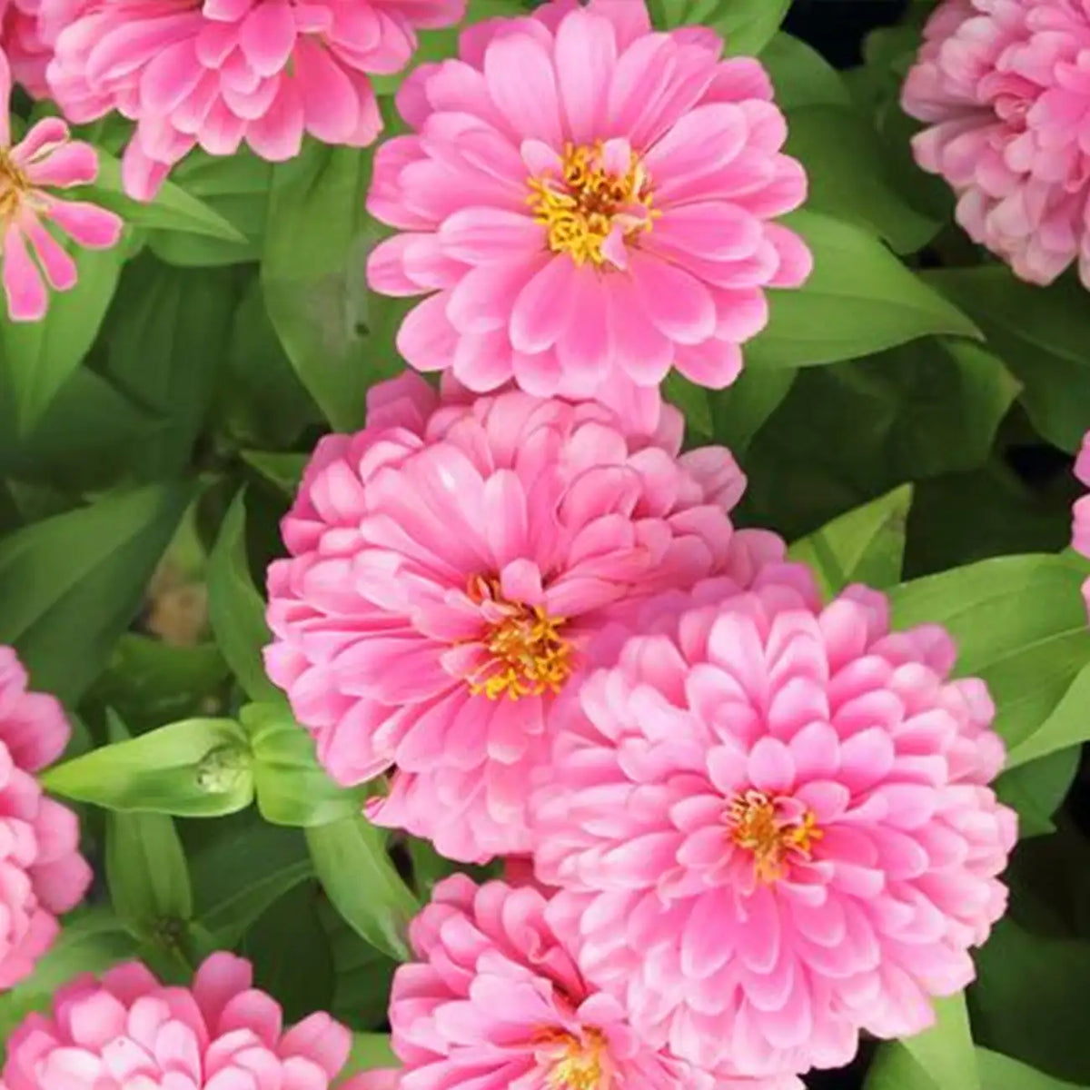 Double Zahara™ Raspberry Ripple Zinnia Seeds