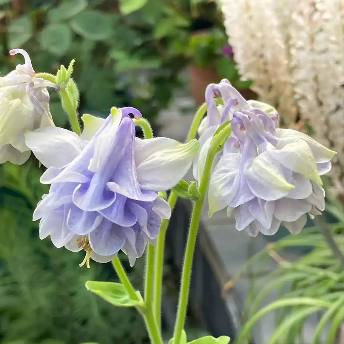 Double Aquilegia ‘Light Blue’ Seeds