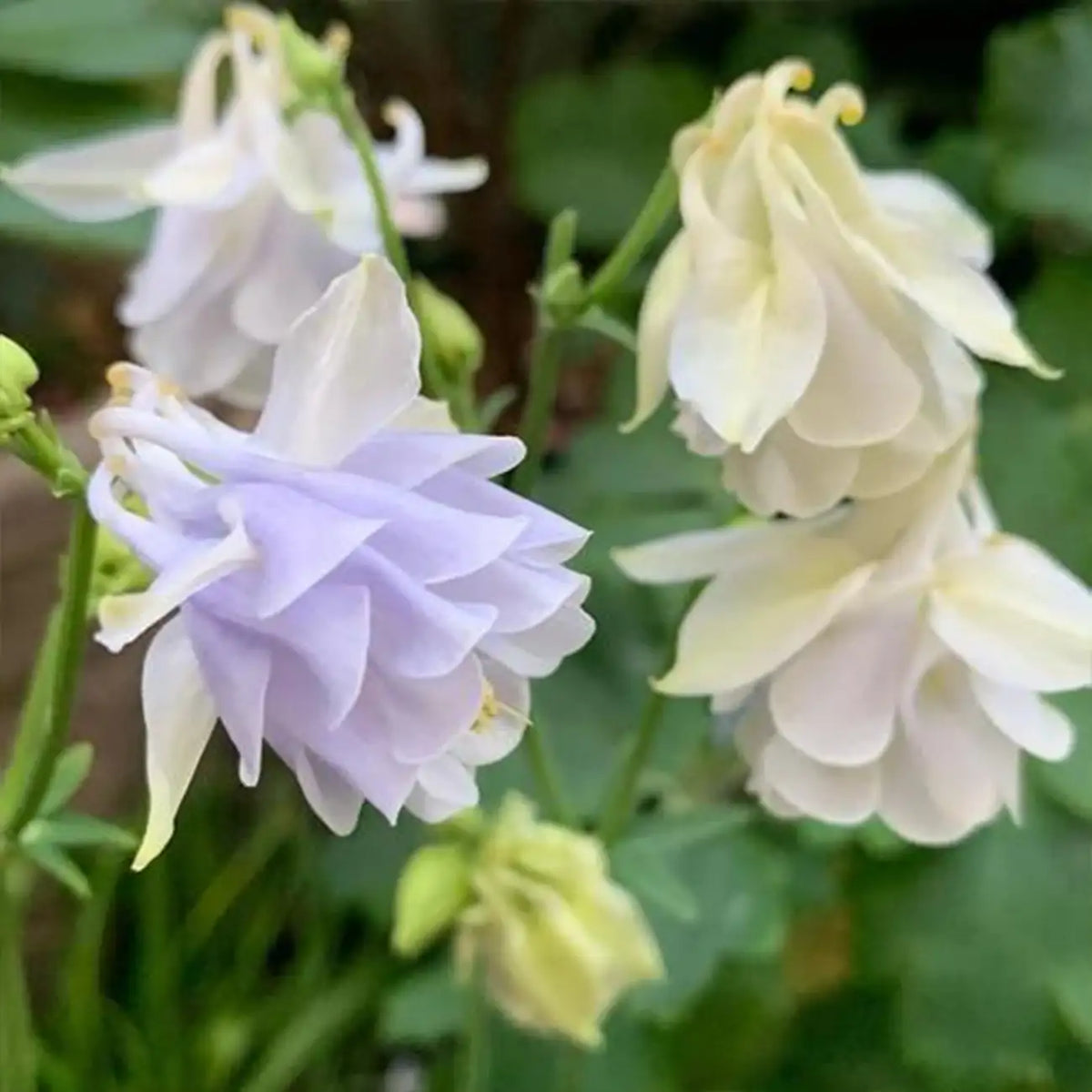 Double Aquilegia ‘Light Blue’ Seeds