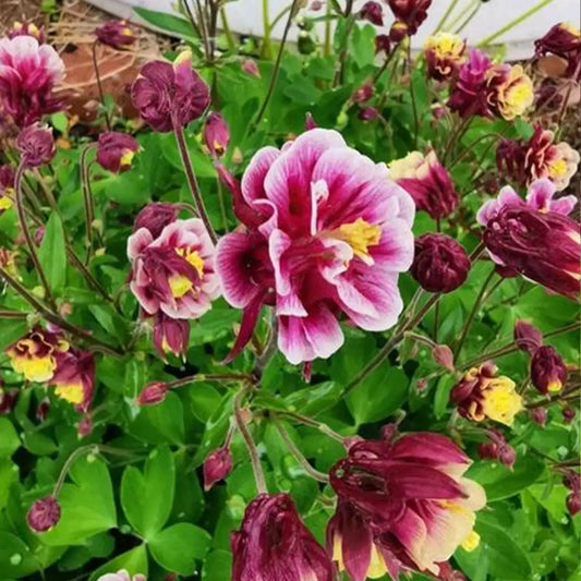 Double Red & White Aquilegia Seeds