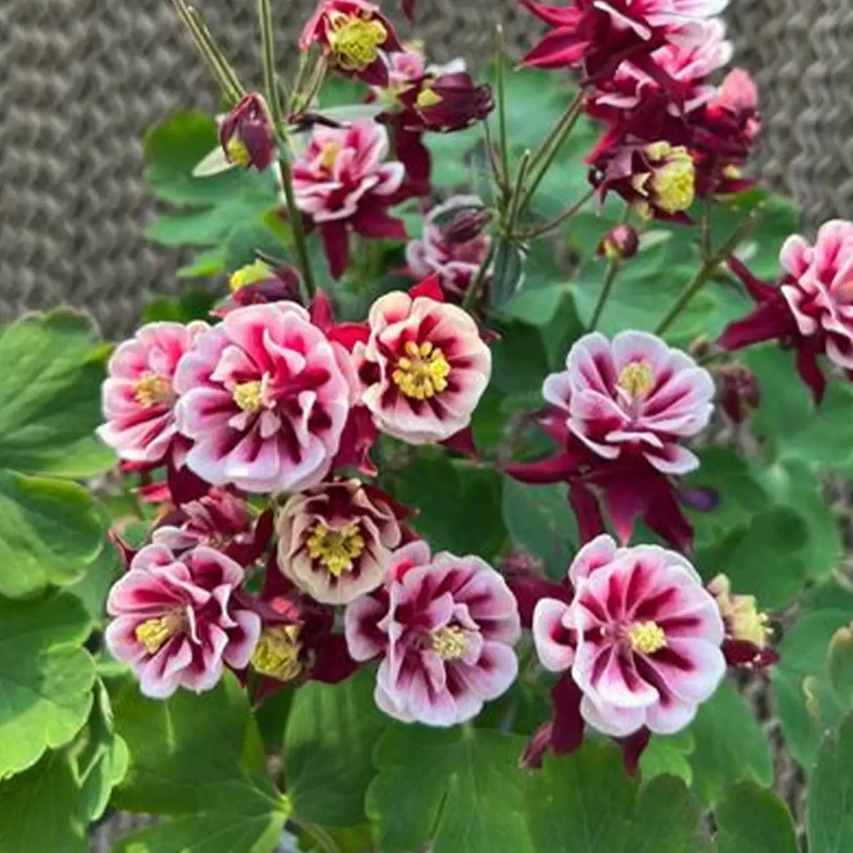 Double Red & White Aquilegia Seeds