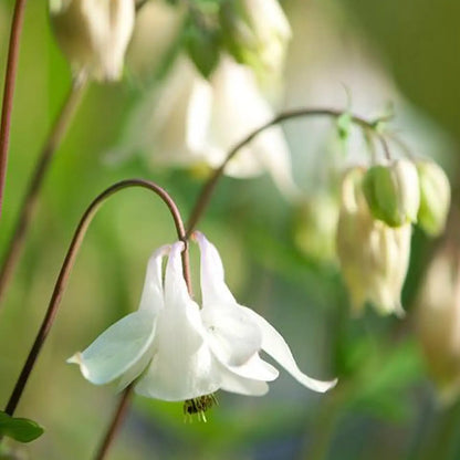 Double White Aquilegia Seeds