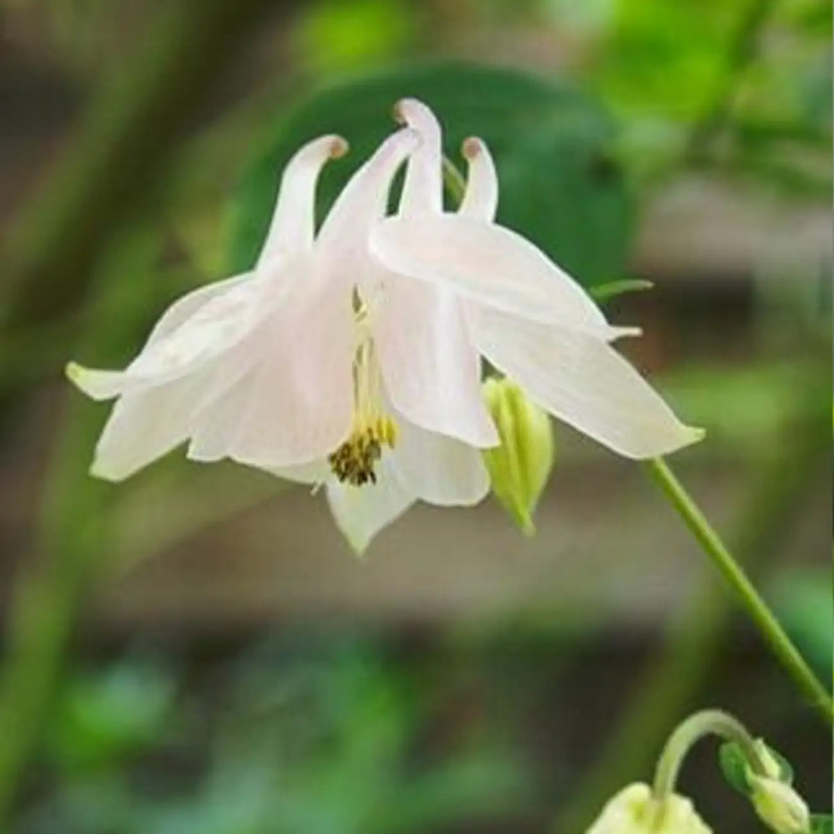 Double White Aquilegia Seeds