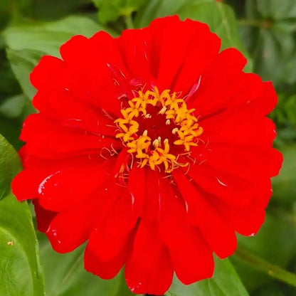 Double Zinnias Seeds-Deep Red
