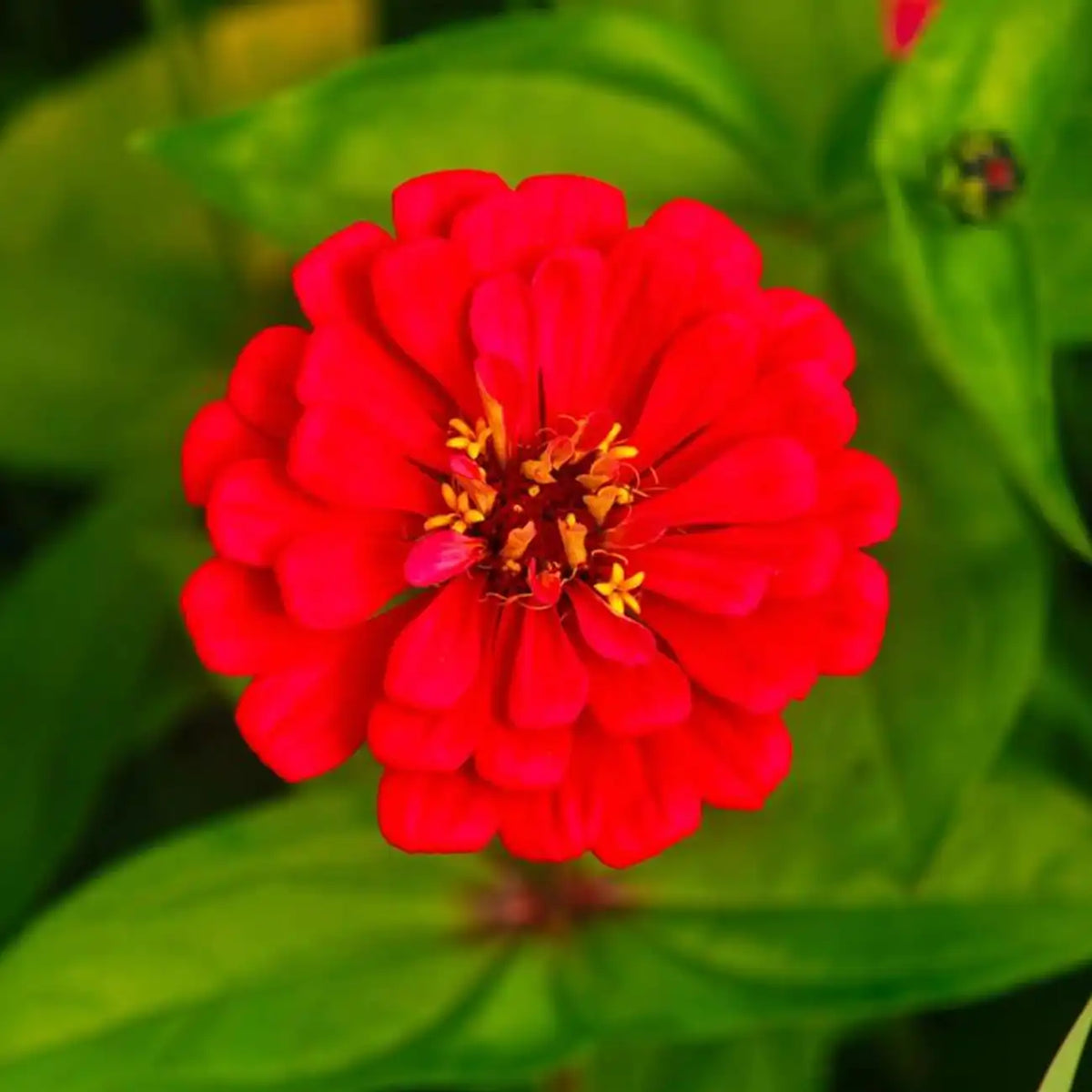 Double Zinnias Seeds-Deep Red