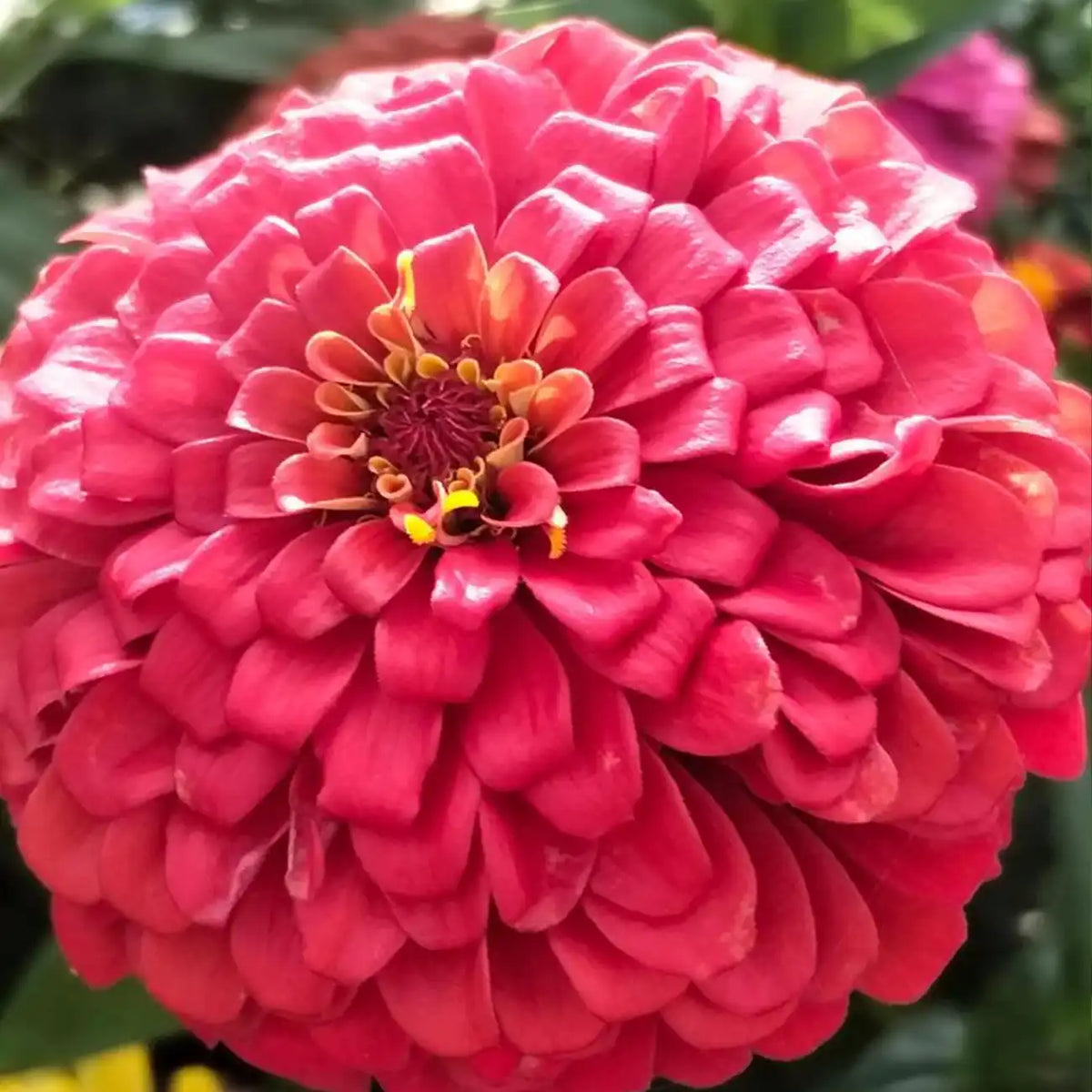 Double Zinnias Seeds-Deep Coral