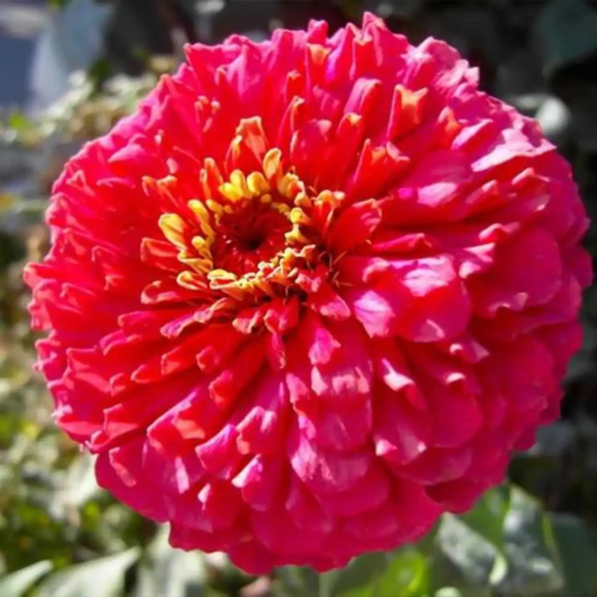 Double Zinnias Seeds-Deep Coral