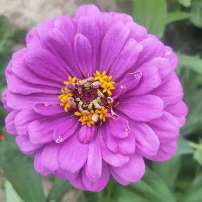 Double Zinnias Seeds-Lavender-Lavender