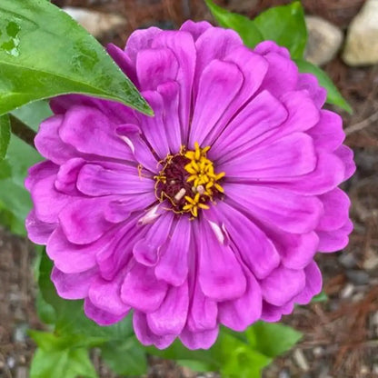 Double Zinnias Seeds-Lavender-Lavender