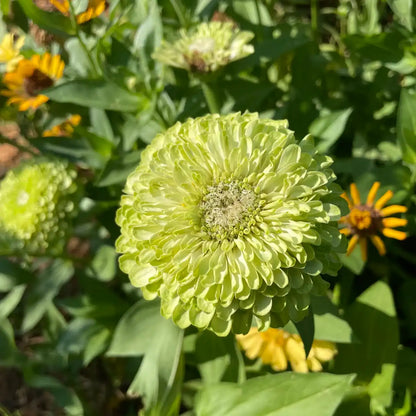 Double Zinnias Seeds-Lime Green