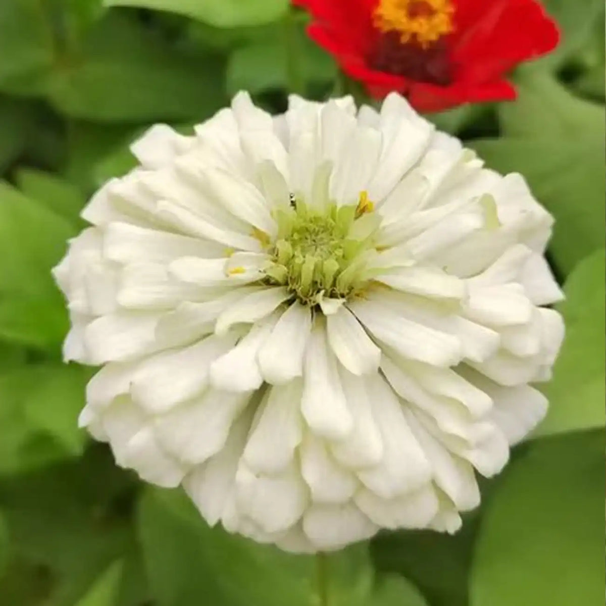Double Zinnias Seeds-Snow White