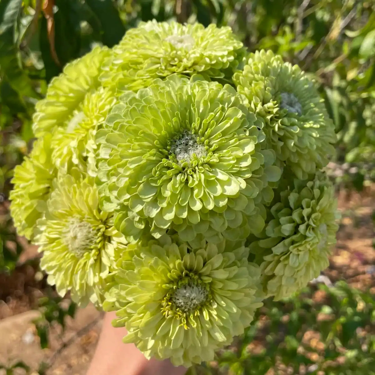 Double Zinnias Seeds-Lime Green