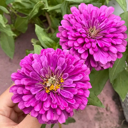 Double Zinnias Seeds-Vibrant Magenta