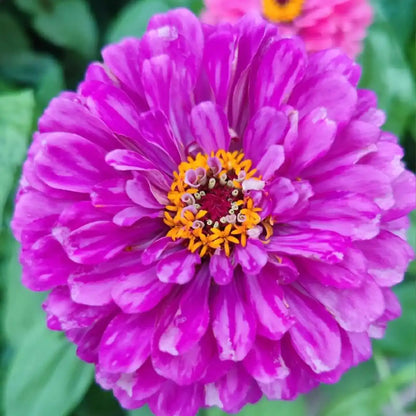 Double Zinnias Seeds-Vibrant Magenta