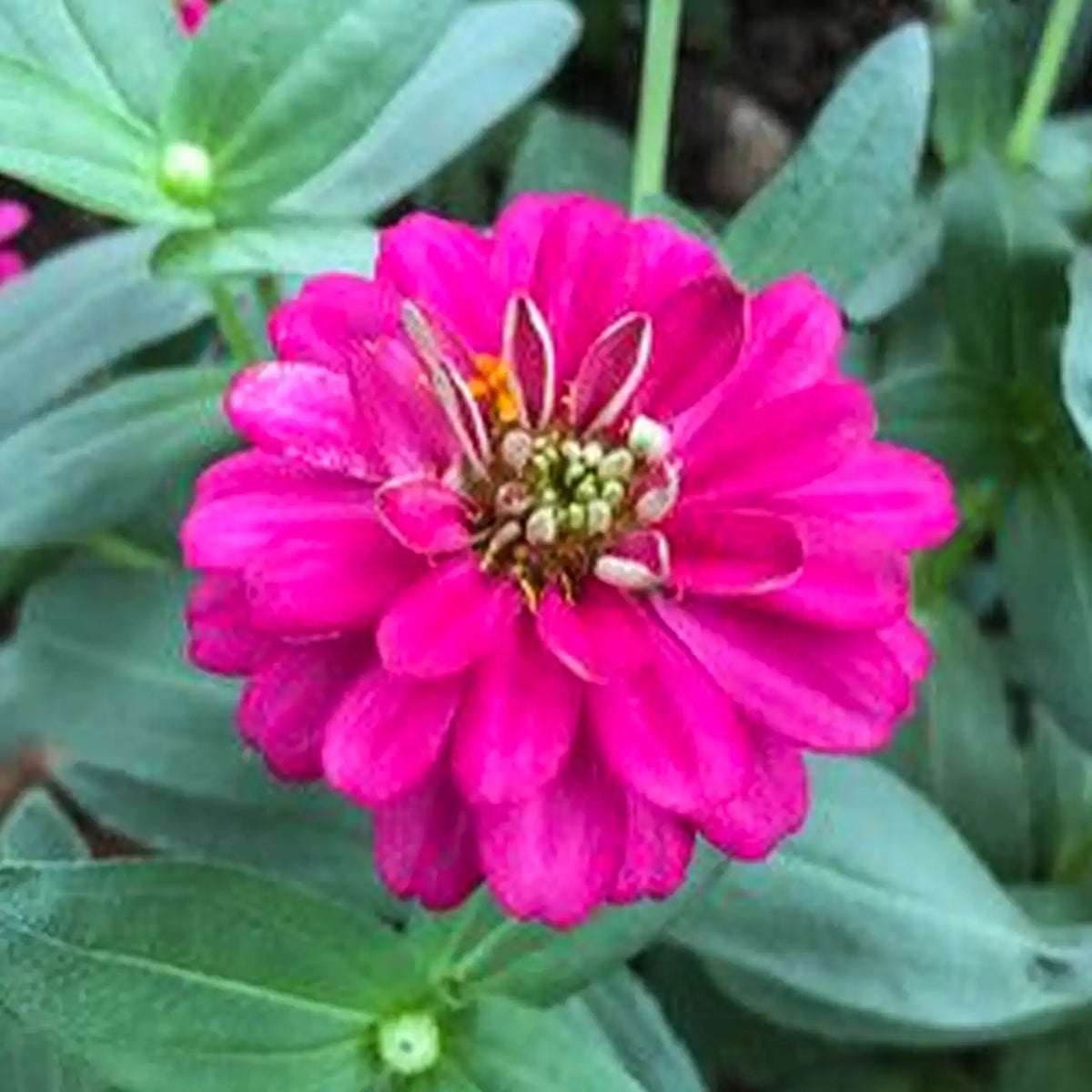Double Zinnias Seeds-Hot Pink