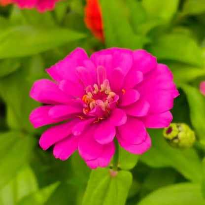 Double Zinnias Seeds-Hot Pink