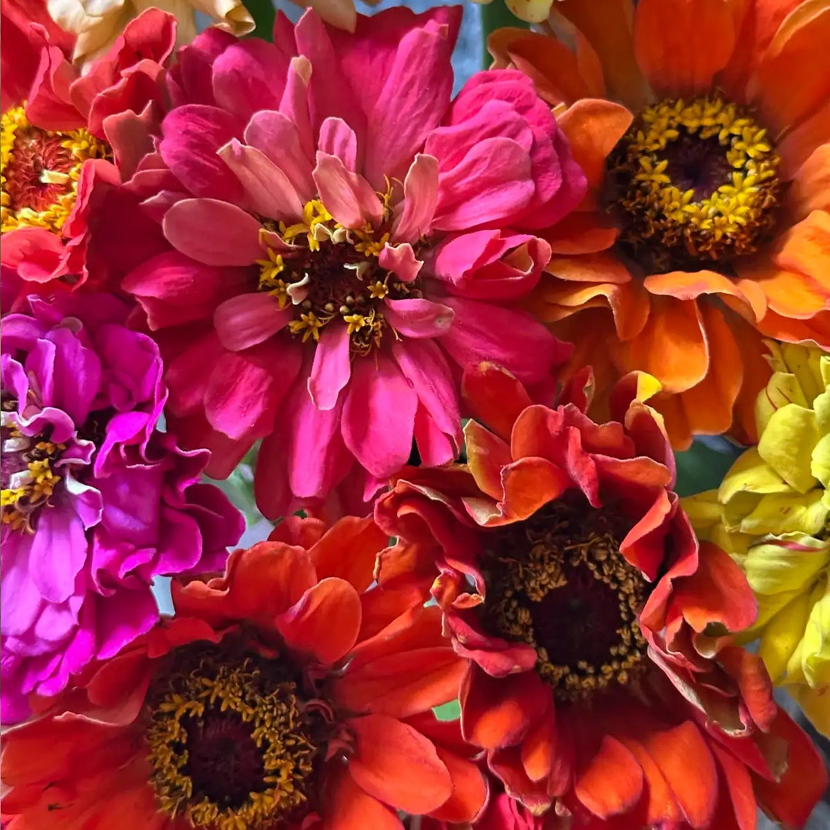 DreamlandTM Mix Hybrid Zinnia Seeds