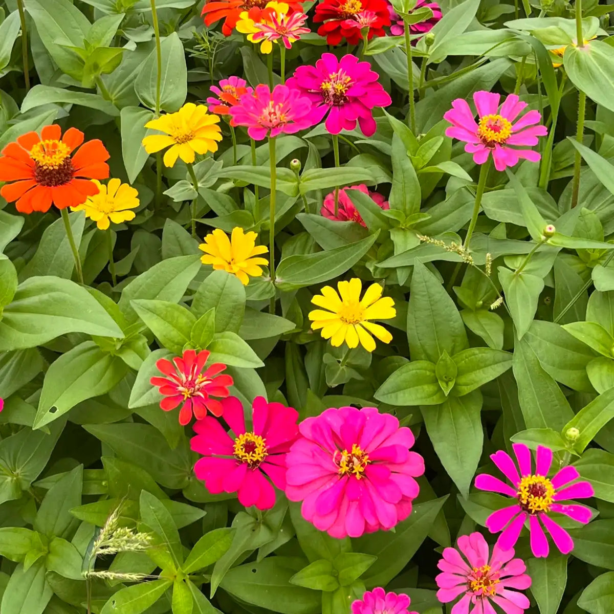 DreamlandTM Mix Hybrid Zinnia Seeds
