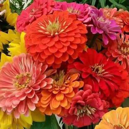 DreamlandTM Mix Hybrid Zinnia Seeds