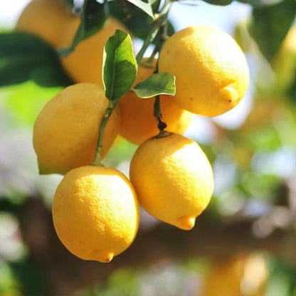 Dwarf Lemon Bonsai Tree Seeds