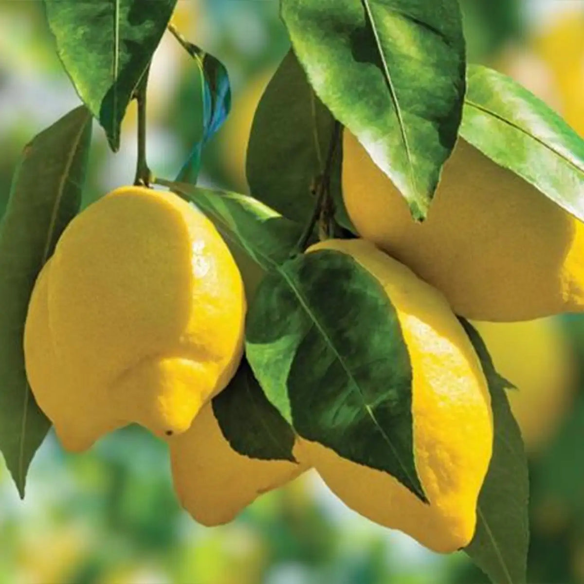 Dwarf Lemon Bonsai Tree Seeds