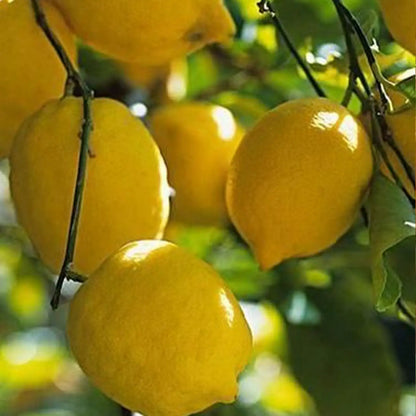 Dwarf Lemon Bonsai Tree Seeds