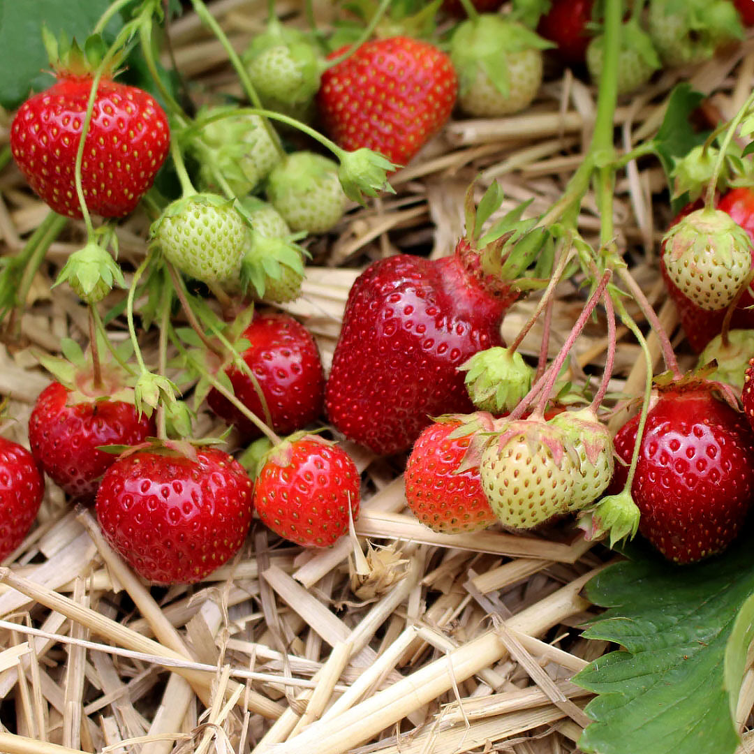 Strawberry Plants - Earliglow June-Bearing - Strawberry Plants