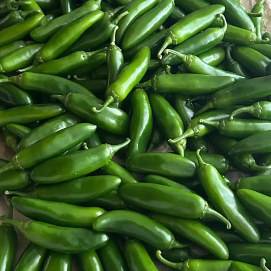 Early Jalaperio Organic Pepper Seeds