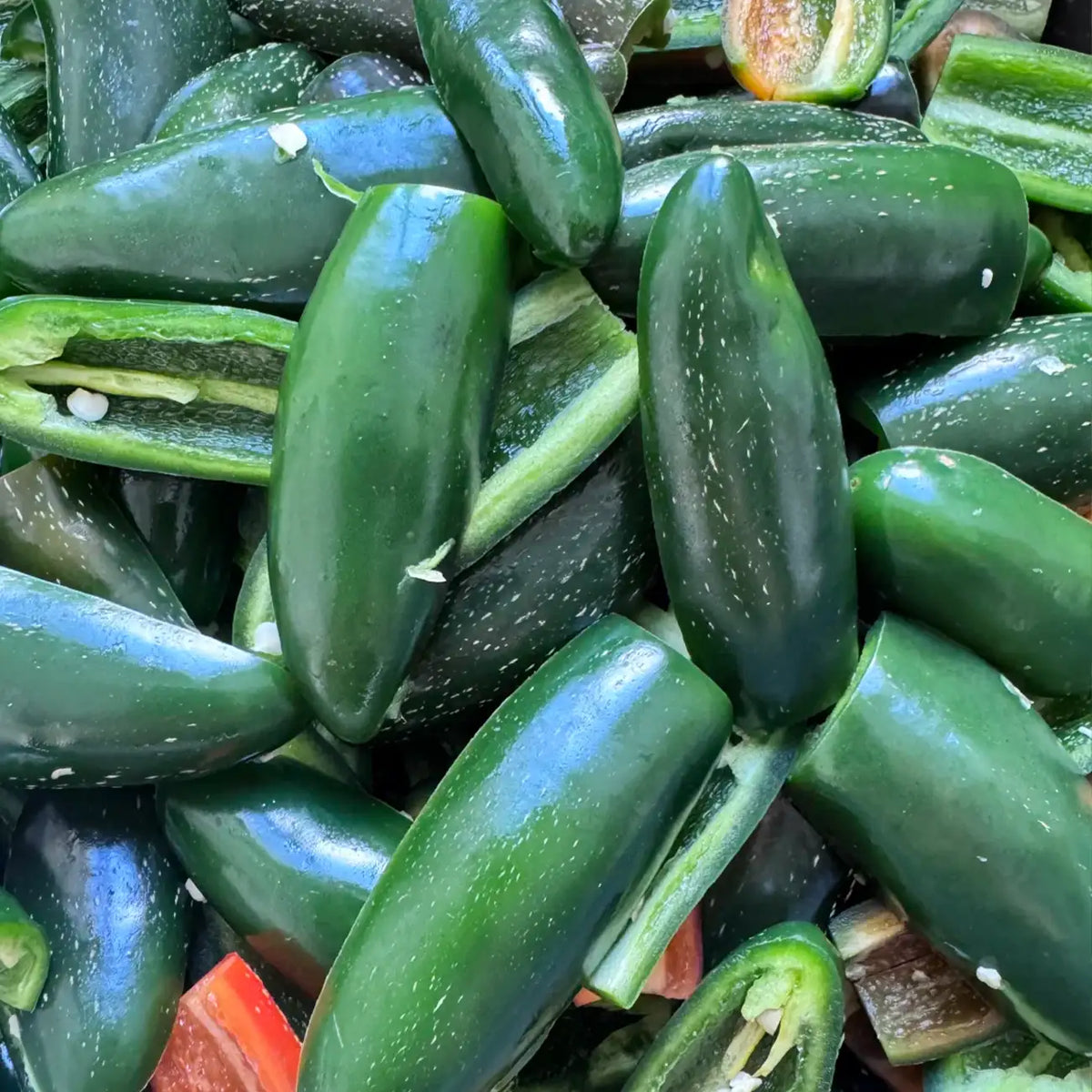 Early Jalaperio Organic Pepper Seeds