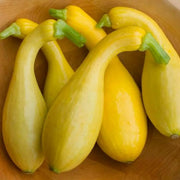 Early Summer Crookneck Organic Squash Seeds