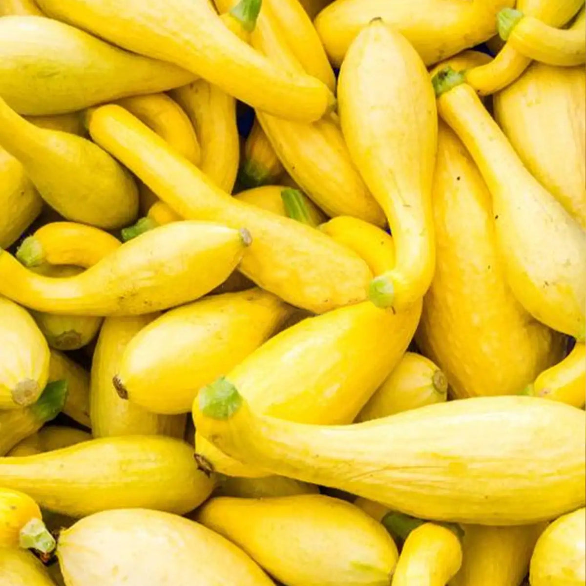 Early Summer Crookneck Organic Squash Seeds