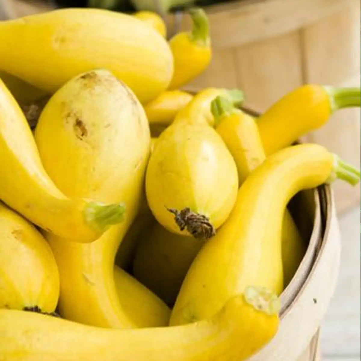Early Summer Crookneck Organic Squash Seeds