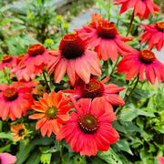 Echinacea Sombrero Salsa Red Seeds