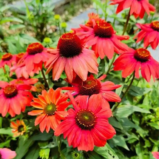 Echinacea Sombrero Salsa Red Seeds