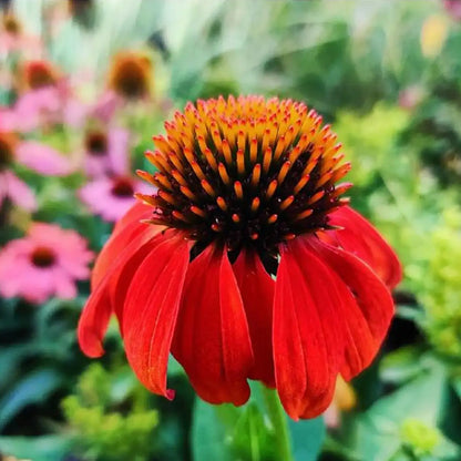 Echinacea Sombrero Salsa Red Seeds