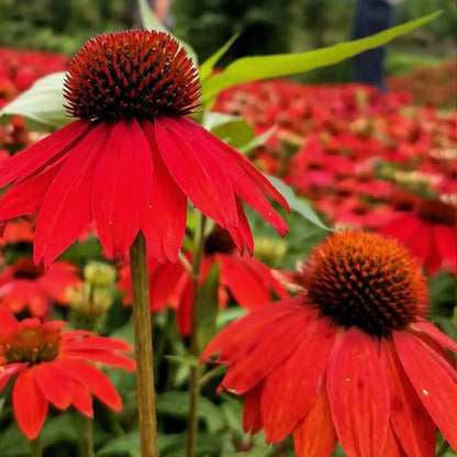 Echinacea Sombrero Salsa Red Seeds