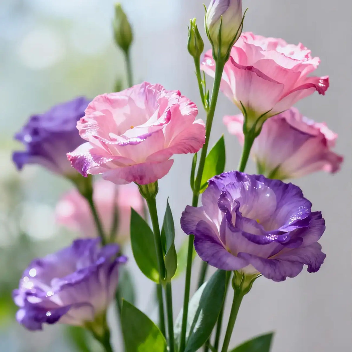 Echo Mix Lisianthus Seeds